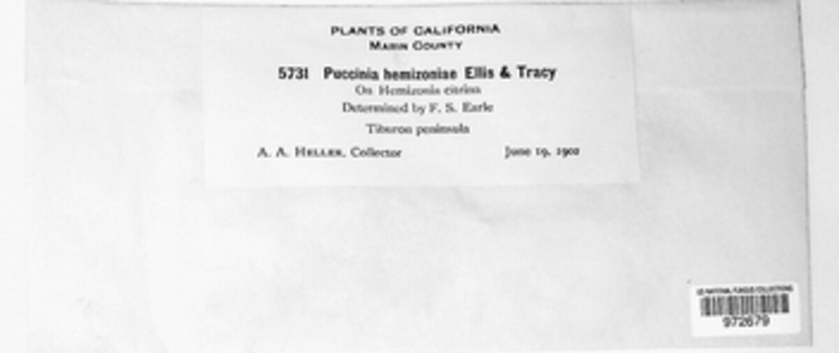 Puccinia hemizoniae image